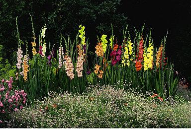 “天狼星”《巫师》衍生作规模缩减 CDP裁员29人